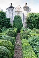 The Secret Garden. Hedges of box with planting of Dahlias. Villa Capponi, Florence, Tuscany, Italy. September. 