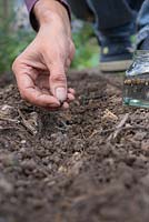 Sowing Cerinthe major 'Purpurascens' seeds
