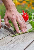 Using a sharp knife remove the bottom of the Pelargonium cutting below the plant node