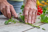 Use a sharp knife to remove the side leaves from the Pelargonium cutting, leaving the top section intact