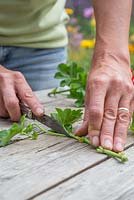 Use a sharp knife to remove the side leaves from the Pelargonium cutting, leaving the top section intact