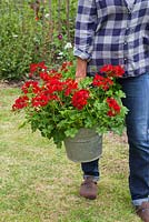 Woman carrying Pelargonium 'Villetta Red' Toscana series in metal bucket