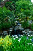Waterfall draining water from stone course into pond. Irises, Trachycarpus fortunei with marginal planting including irises 