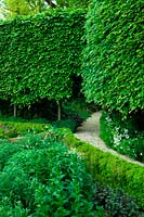 Carpinus - Pleached hornbeam trees bordering a parterre of low box hedge with a gravel path