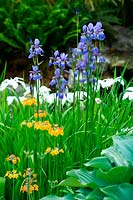 Border in May with iris sibrica, hosta and Primula  