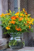 Floral display of Tagetes 'Paprika' in a glass jar