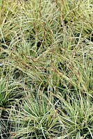 Carex oshimensis 'Everoro'