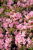 Rhododendron 'Kirin'