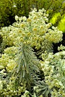 Euphorbia characias 'Tasmanian Tiger'