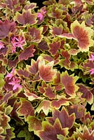 Pelargonium 'Lotusland'