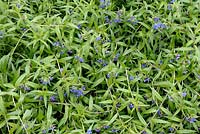 Buglossoides purpurocaerulea syn. Lythospermum - Purple Gromwel