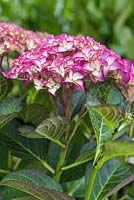 Hydrangea macrophylla 'Red Angel Violet' Royalty Collection series