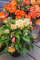 Begonia tuberhybrida 'Apricot Shades' F1 Illumination series on patio in containers