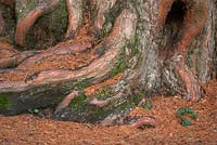 Metasequoia glyptostroboides in November.