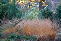 Border with grasses including Molina caerulea subsp. caerula 'Poul Petersen', Cryptomeria japonica Araucarioides Group and Prunus 'Shirotae' in November.