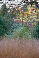 Border with grasses including Molina caerulea subsp. caerula 'Poul Petersen', Cryptomeria japonica Araucarioides Group and Prunus 'Shirotae' in November.