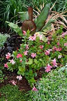 Mandevilla sanderi with Musa basjoo and Euphorbia hypericifolia 'Diamond Frost' in an exotic flowerbed