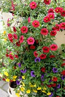 Calibrachoa 'Red Wine' with 'Blackcurrant' and 'Lemon Zest' - Sweet Chimes series