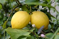 Citrus limon - Lemon 'Four Seasons'