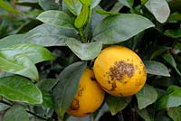 Phyllocoptruta oleivora - Citrus rust mite damage on an Orange