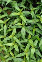 Polygonum odoratum syn. Persicaria odorata - Rau Ram or Vietnamese Coriander
