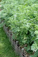 Artemisia absinthium - Wormwood in raised bed