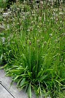 Plantago lanceolata - Ribwort Plantain