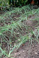 Allium ascalonicum - Shallot freshly planted
