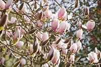 Magnolia 'Athene'. Marwood Hill, Devon