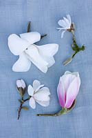 Still life by Jacky Hobbs - Magnolia campbellii 'Alba', Magnolia stellata, Magnolia 'Athene' and Magnolia x loebneri 'Merrill' AGM