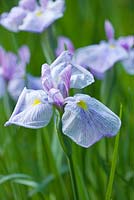 Iris ensata kozasa gawa, 1993 hirao. Marwood Hill, Devon: National collection of ensata iris 