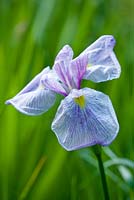 Iris ensata kozasa gawa, 1993 hirao. Marwood Hill, Devon: National collection of ensata iris 
