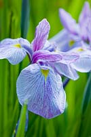 Iris ensata kozasa gawa, 1993 hirao. Marwood Hill, Devon: National collection of ensata iris 
