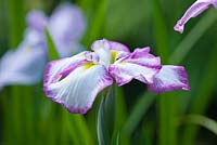 Iris ensata 'Gei-sho-ui'  - old, strong double flowered cultivar 1890-1900, originally from yokoham nursery. Marwood Hill, Devon: National collection of ensata iris 
