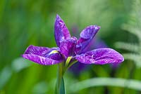 Iris ensata double form 'Iapetus', innerst, usa 1987, w.a.payne medal 1997. A deep veined flower. Marwood Hill, Devon: National collection of ensata iris 
