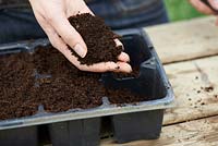 Fill modules with seed compost 