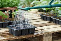 Prepare compost for sowing seeds by watering and leaving to drain