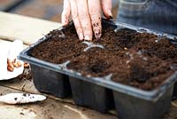 Cover the sown beans with a light layer of compost