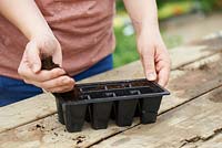 Fill modular trays with seed compost