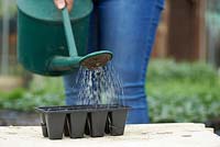Prepare compost for sowing seeds by watering and leaving to drain