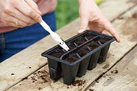 Cover the seeds with a light layer of compost