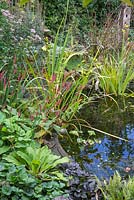 Wildlife Pond during September with plants and flowers in full bloom
