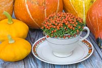 Nertera granadensis planted in tea cup with matching colours, accompanied with Gourds and Pumpkins