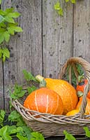 Autumnal display of Gourds and Pumpkins in wicker basket accompanied with Humulus lupulus 'Golden Tassels'