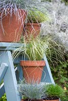 Carex comans 'Frosted Curls' and mixed grasses on blue ladder