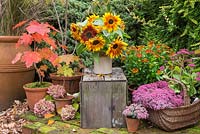 Autumnal display of Sunflowers in ceramic jug accompanied with potted Acer trees, Sedum and Hydrangea flower heads