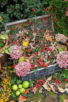 Autumnal display of Rosehips, Hydrangea flower heads, wild Crab Apples, Pyracantha and Sloe berries