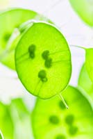 Lunaria annua - Honesty Seeds