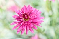 Argyranthemum frutescens Daisy Crazy 'Summersong Dark Rose' - May