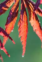Acer Palmatum 'Trompenburg' - Emerging Leaves 